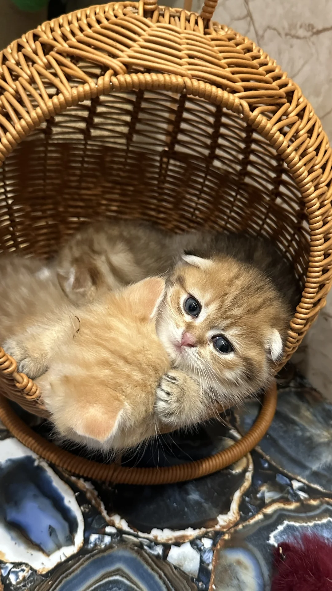 Шотландские котята - миниатюра 16
