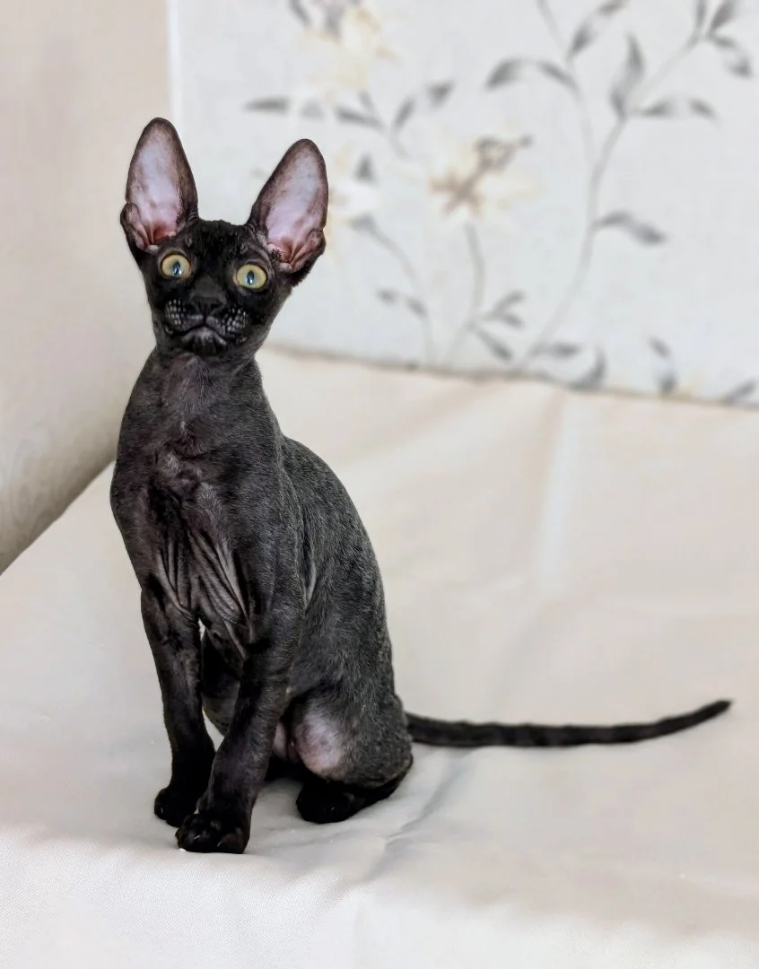 Черный котенок корниш-рекс - изображение 1