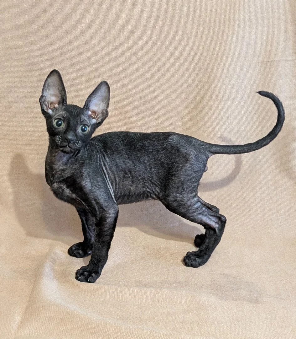 Черный котенок корниш-рекс - миниатюра 2
