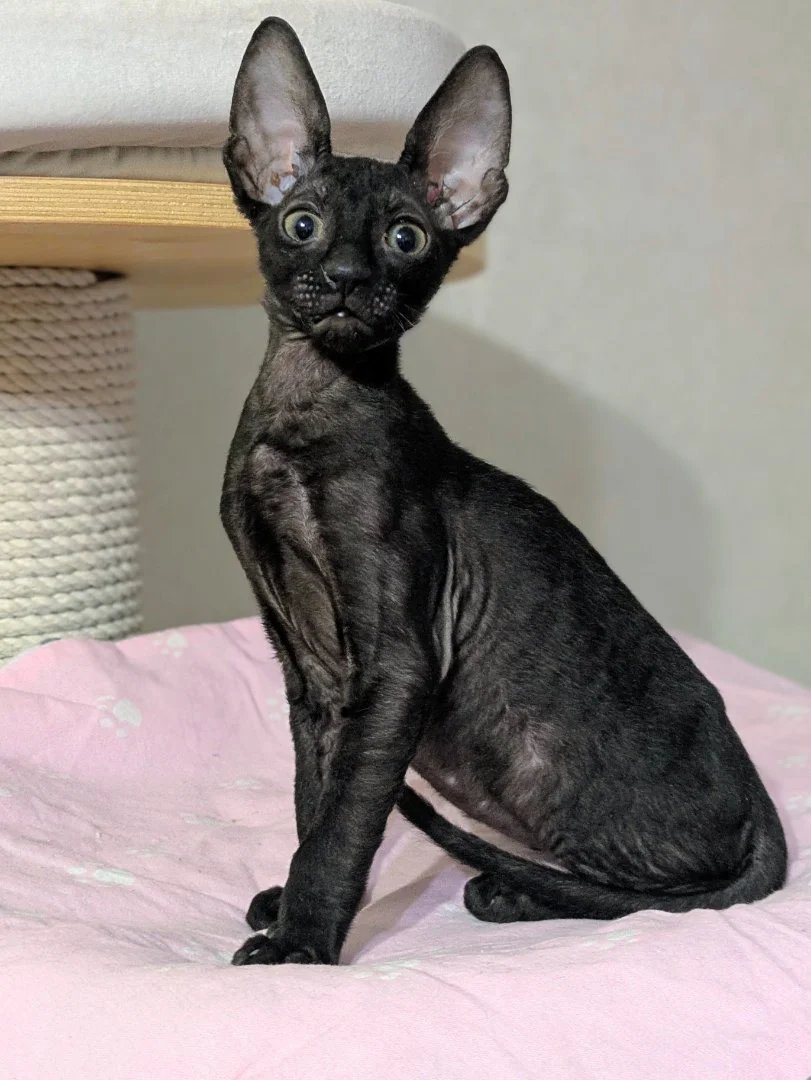 Черный котенок корниш-рекс - миниатюра 5