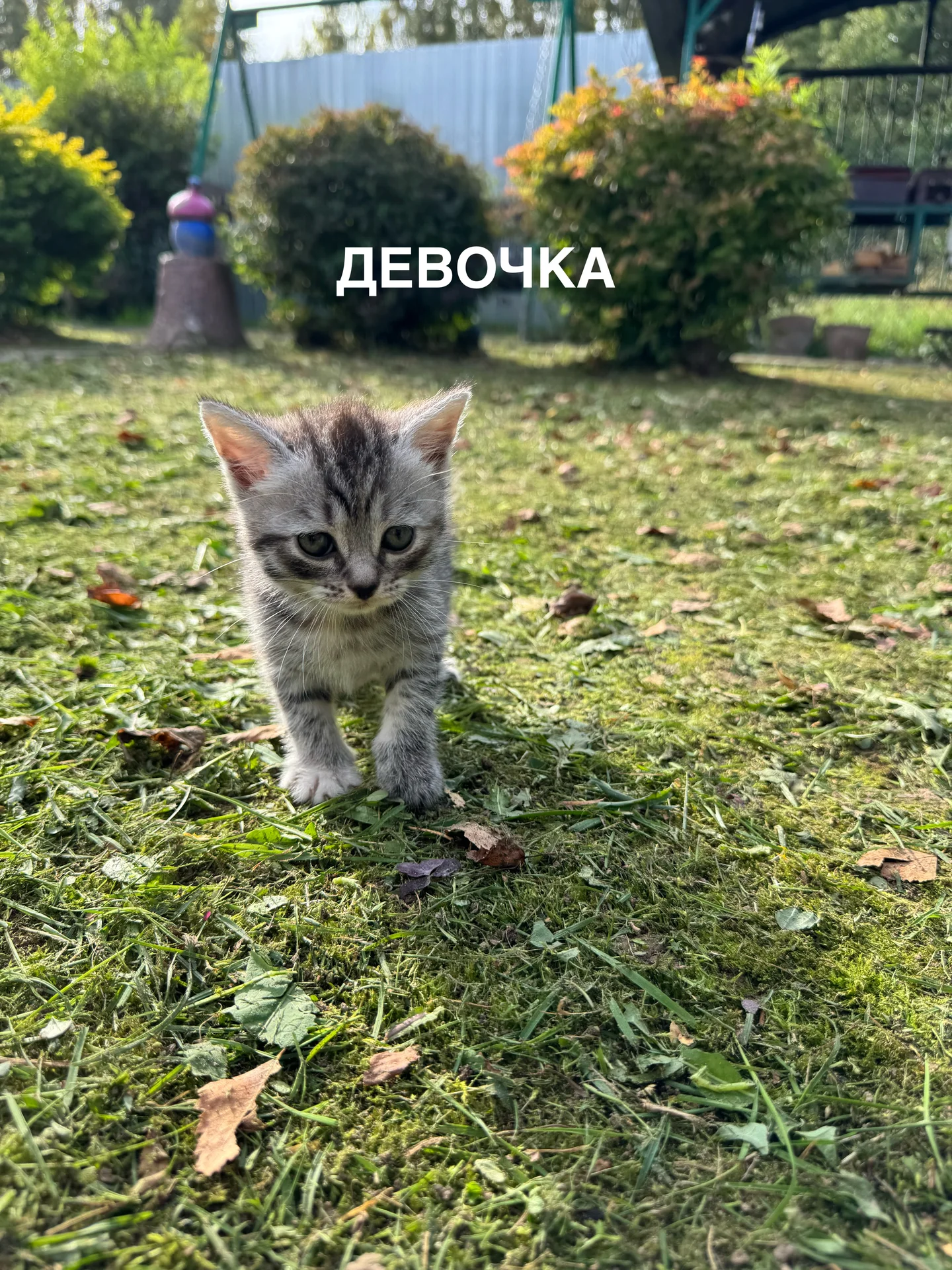 котята - миниатюра 2