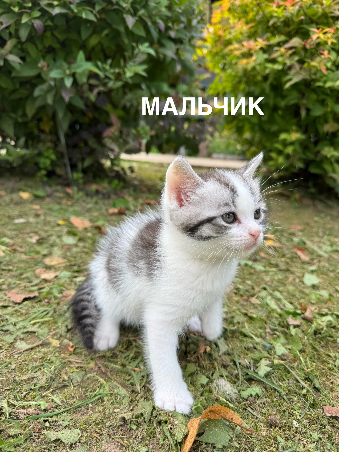 котята - миниатюра 3