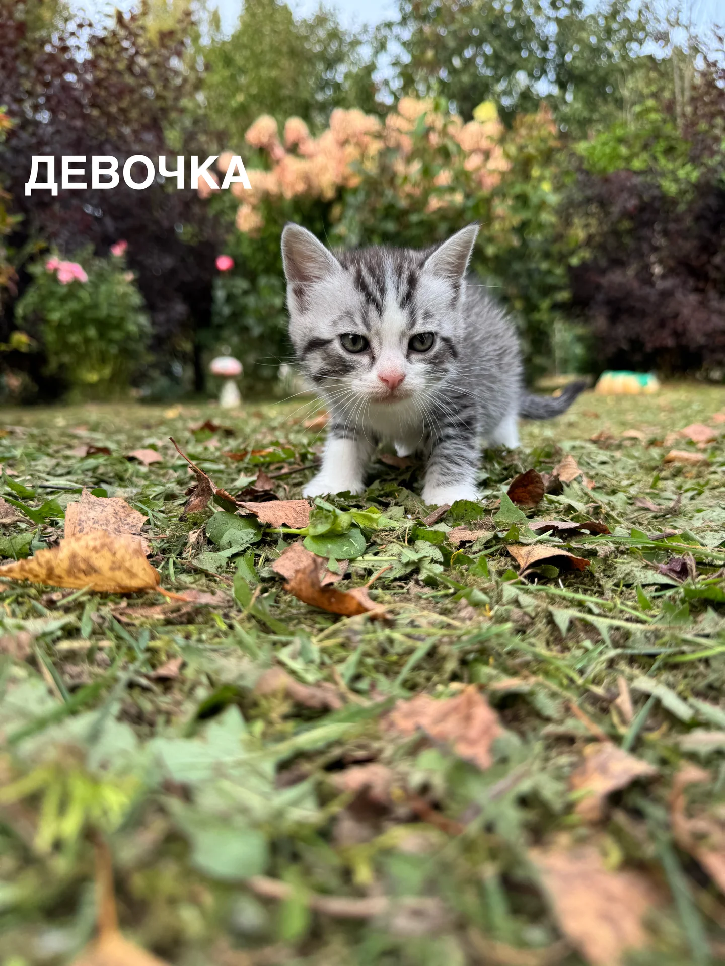 котята - миниатюра 4