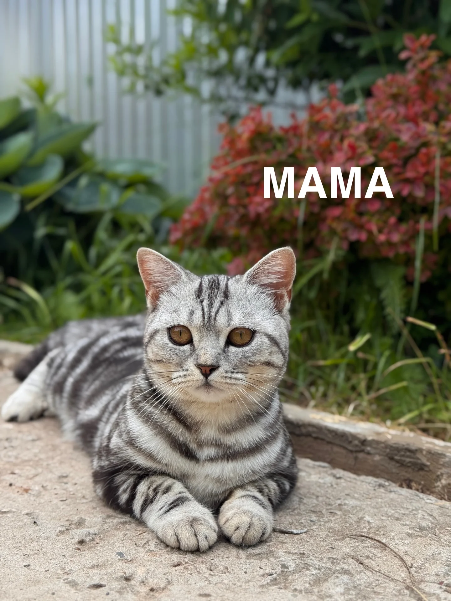 котята - миниатюра 5