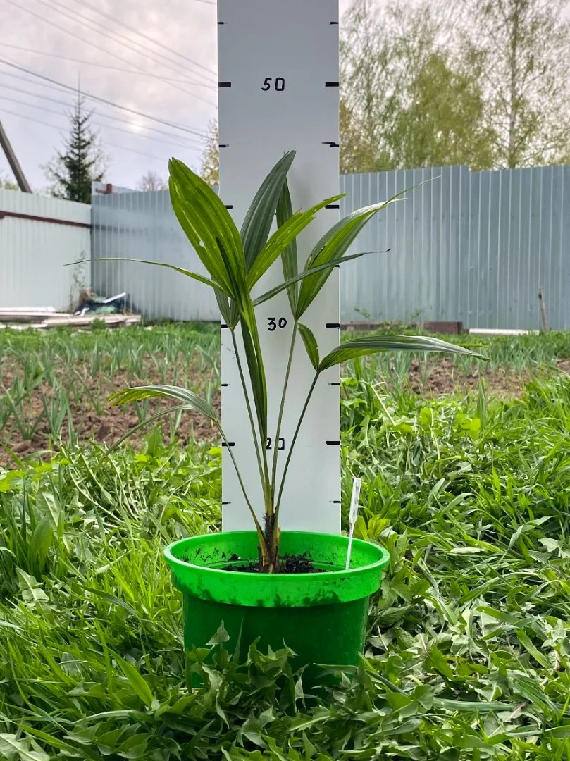 Пальма Трахикарпус Форчуна (Trachycarpus fortunei). Возраст 2 года - миниатюра 2