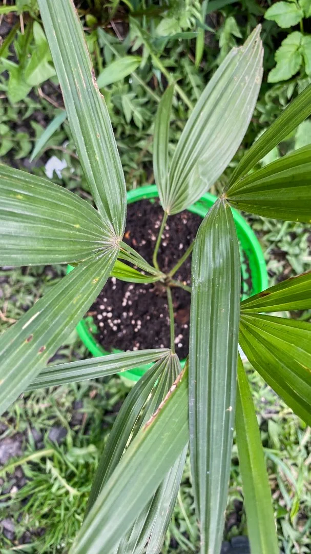 Пальма Трахикарпус Форчуна (Trachycarpus fortunei). Возраст 2 года - миниатюра 3