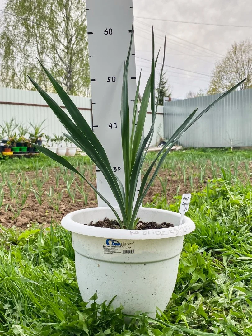 Юкка славная (Yucca gloriosa). Возраст 3 года - миниатюра 2