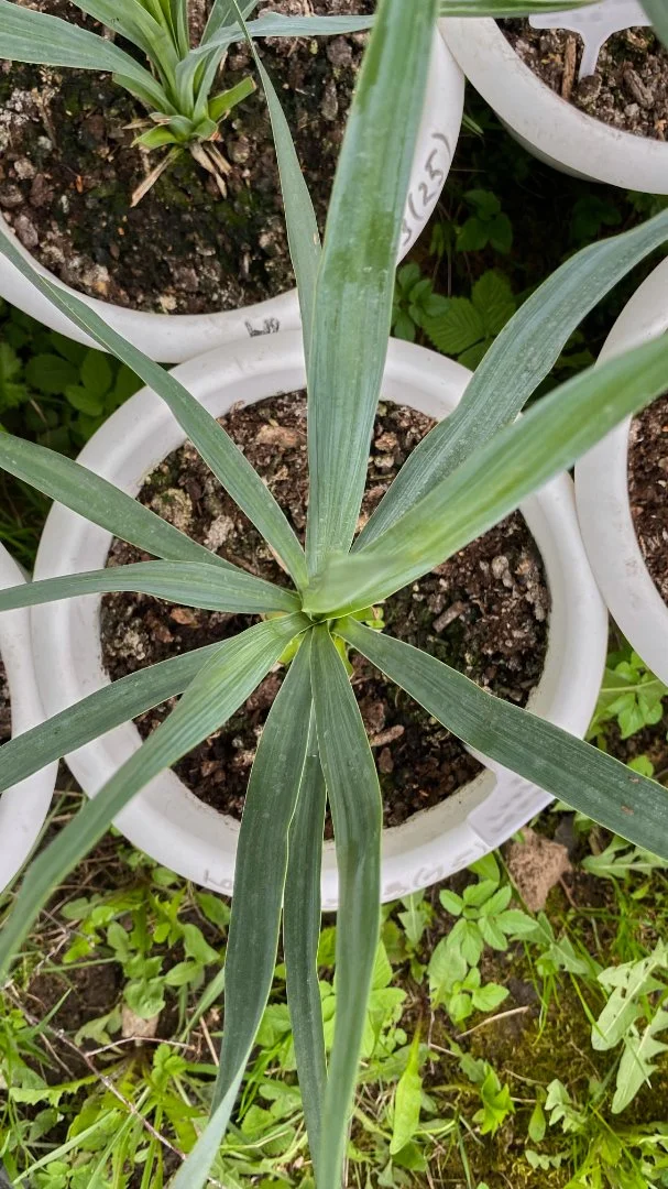 Юкка славная (Yucca gloriosa). Возраст 3 года - миниатюра 3