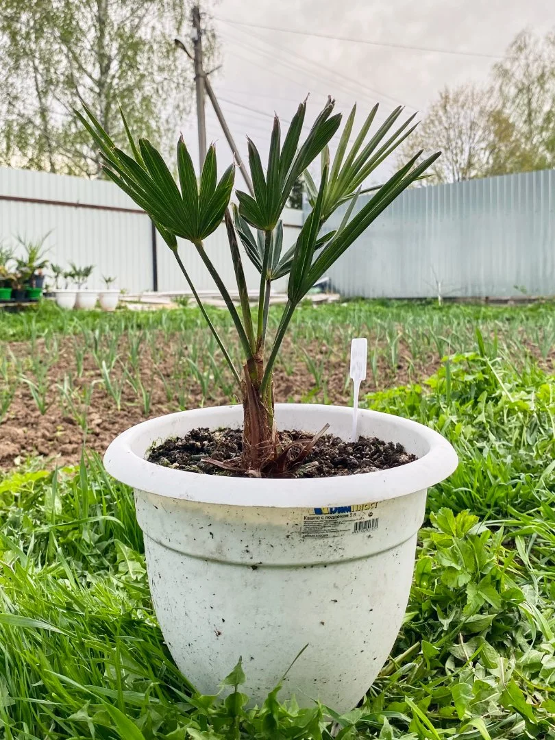 Пальма Трахикарпус Вагнера (Trachycarpus Wagnerianus). Возраст 4 года - изображение 1