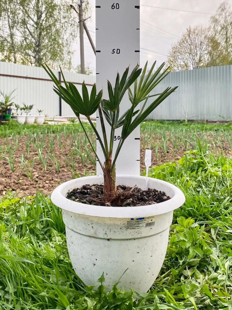 Пальма Трахикарпус Вагнера (Trachycarpus Wagnerianus). Возраст 4 года - миниатюра 2