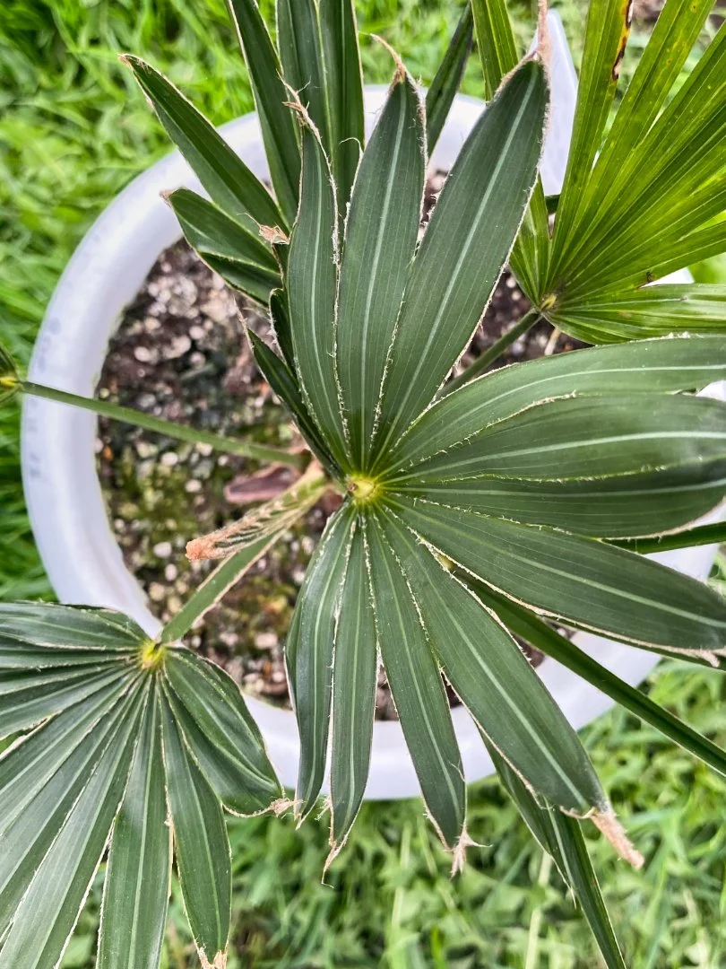 Пальма Трахикарпус Вагнера (Trachycarpus Wagnerianus). Возраст 4 года - миниатюра 3