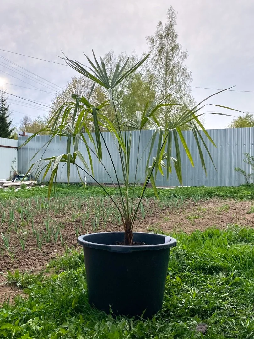 Пальма Трахикарпус Форчуна (Trachycarpus fortunei). Возраст 5 лет - изображение 1