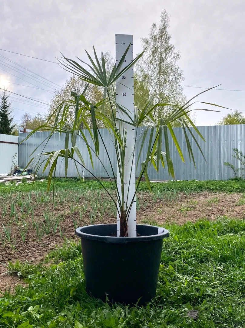 Пальма Трахикарпус Форчуна (Trachycarpus fortunei). Возраст 5 лет - миниатюра 2