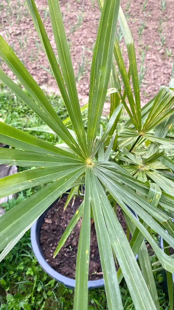 Пальма Трахикарпус Форчуна (Trachycarpus fortunei). Возраст 5 лет - миниатюра 3