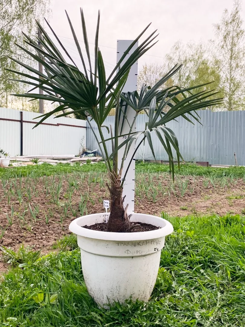 Пальма Трахикарпус Форчуна (Trachycarpus fortunei). Возраст 7 лет - миниатюра 2