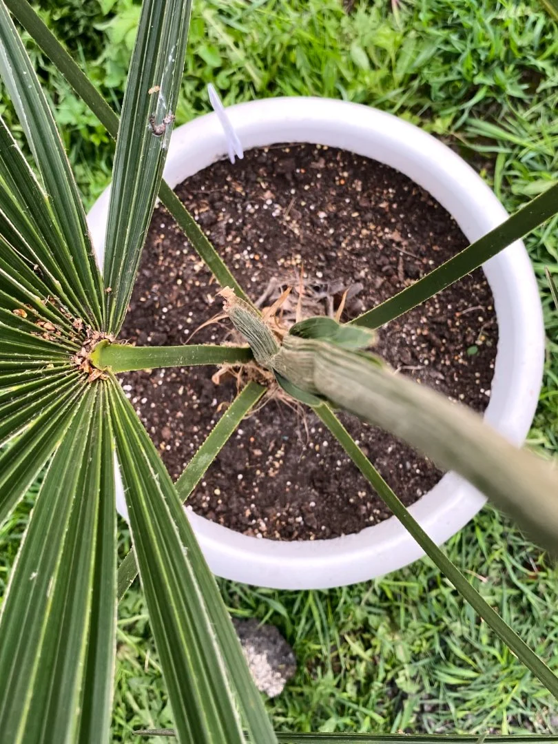 Пальма Трахикарпус Форчуна (Trachycarpus fortunei). Возраст 7 лет - миниатюра 3