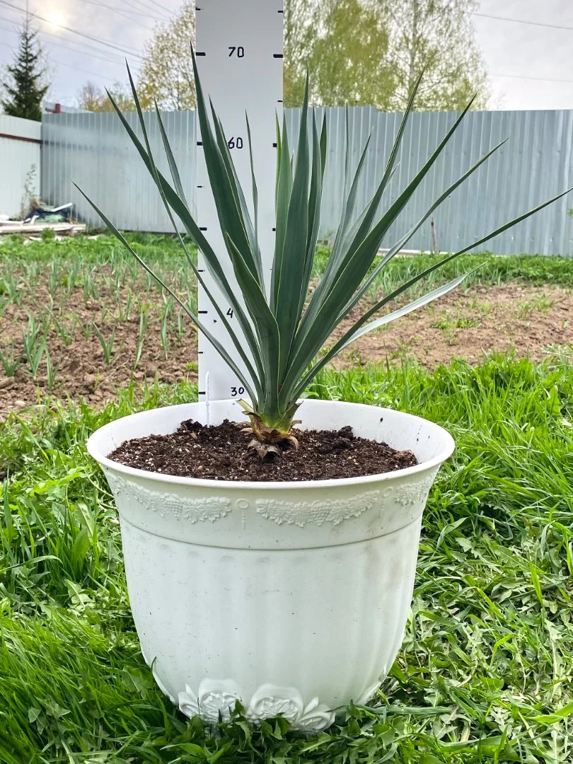 Юкка славная (Yucca gloriosa). Возраст 4 года - миниатюра 2
