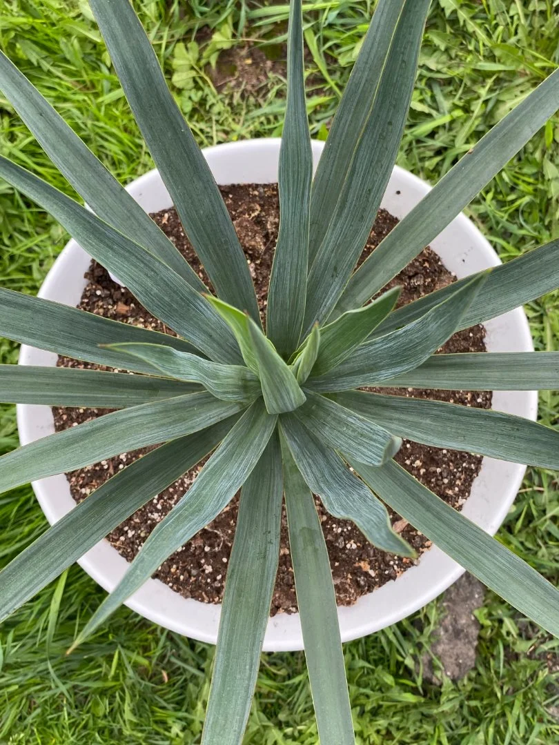 Юкка славная (Yucca gloriosa). Возраст 4 года - миниатюра 3