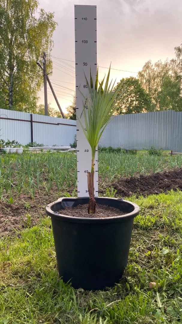 Пальма Вашингтония Нитеносная (Washingtonia filifera). Возраст 3 года - миниатюра 2