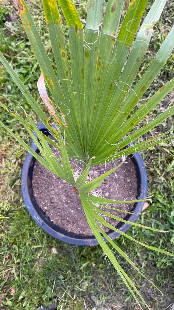 Пальма Вашингтония Нитеносная (Washingtonia filifera). Возраст 3 года - миниатюра 3