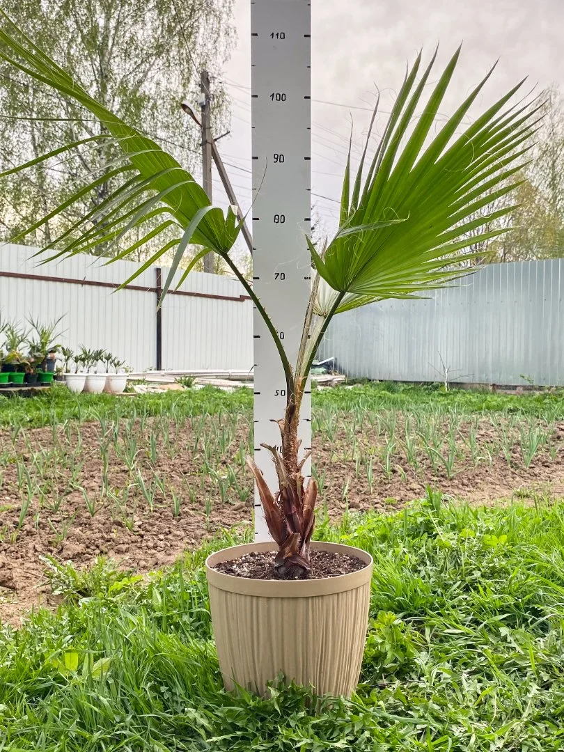 Пальма Вашингтония Нитеносная (Washingtonia filifera). Возраст 5 лет - миниатюра 2