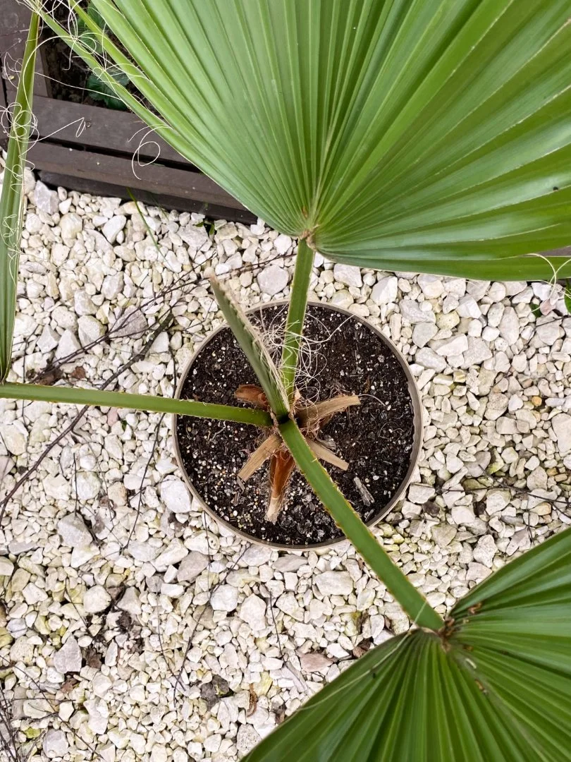 Пальма Вашингтония Нитеносная (Washingtonia filifera). Возраст 5 лет - миниатюра 3