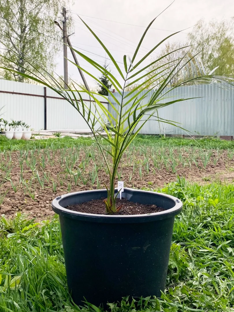 Пальма Финик Канарский (Phoenix canariensis). Возраст 3 года - изображение 1