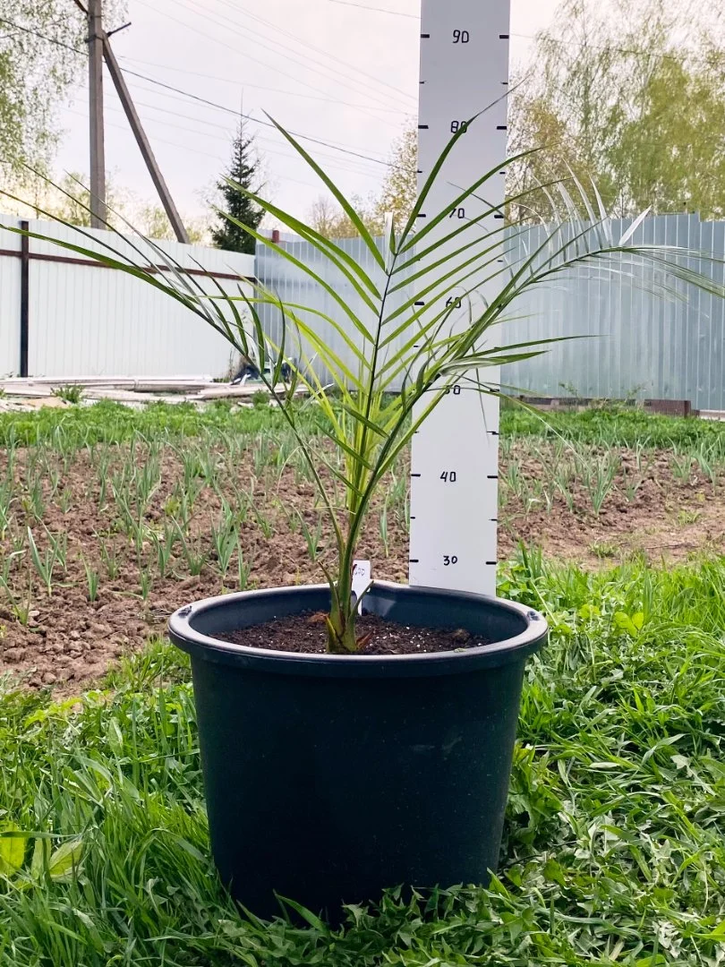 Пальма Финик Канарский (Phoenix canariensis). Возраст 3 года - миниатюра 2