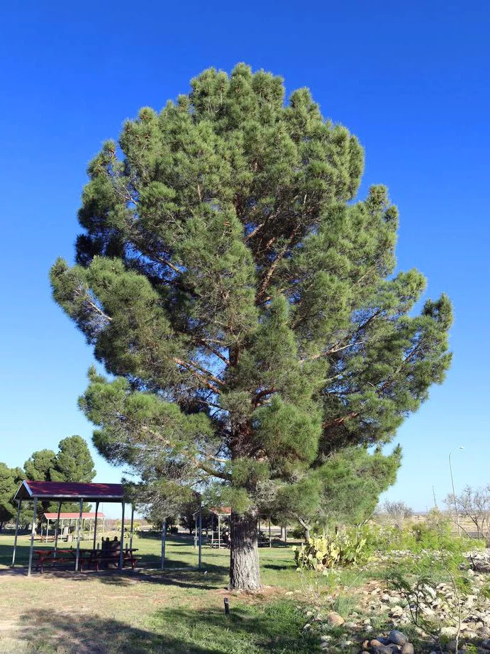 Семена Сосны Эльдарской (Pinus eldarica), 10 шт