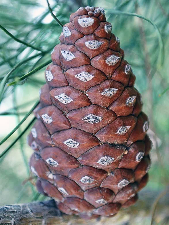 Семена Сосны Эльдарской (Pinus eldarica), 10 шт - миниатюра 2