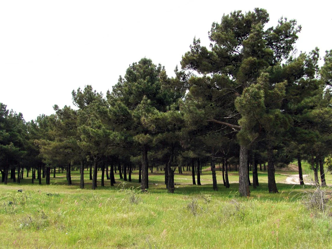 Семена Сосны Эльдарской (Pinus eldarica), 10 шт - миниатюра 3