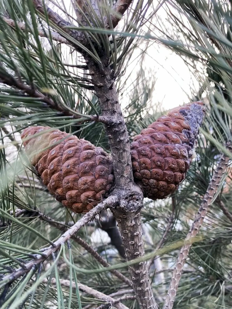 Семена Сосны Эльдарской (Pinus eldarica), 10 шт - миниатюра 4