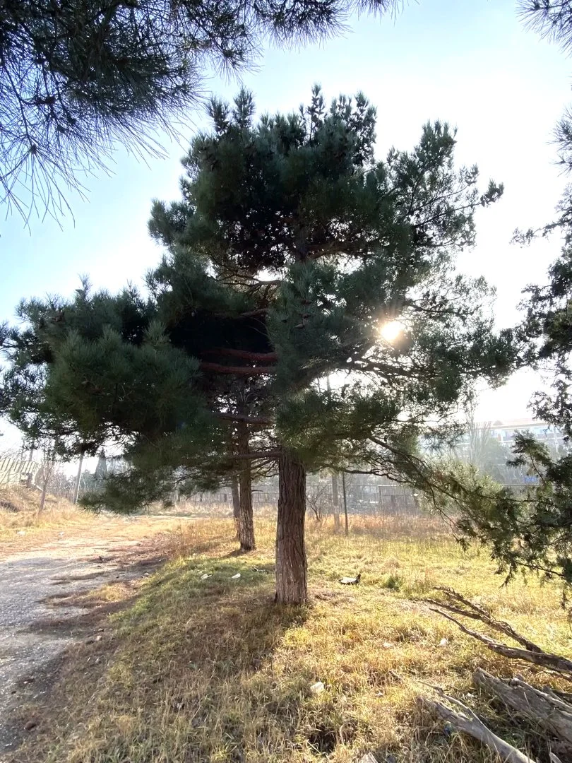 Семена Сосны Эльдарской (Pinus eldarica), 10 шт - миниатюра 5