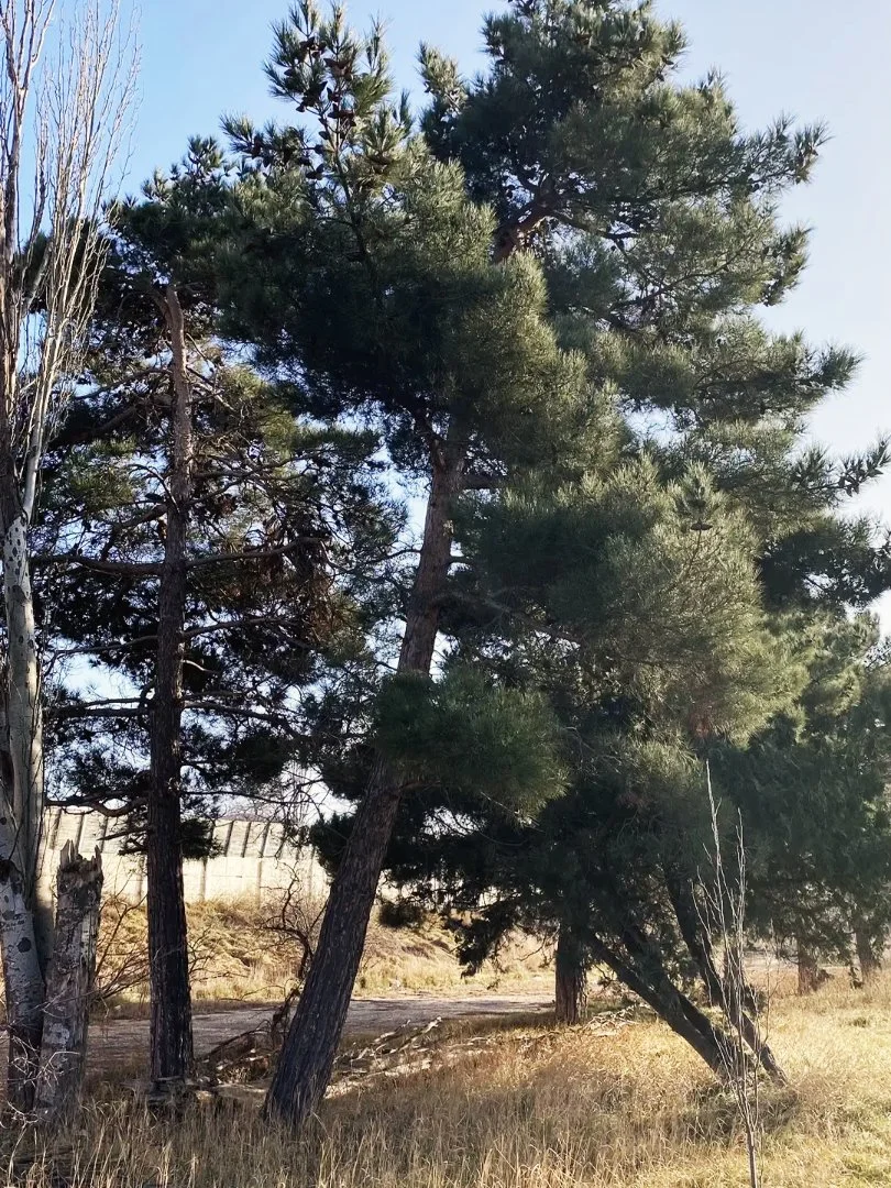 Семена Сосны Эльдарской (Pinus eldarica), 10 шт - миниатюра 6