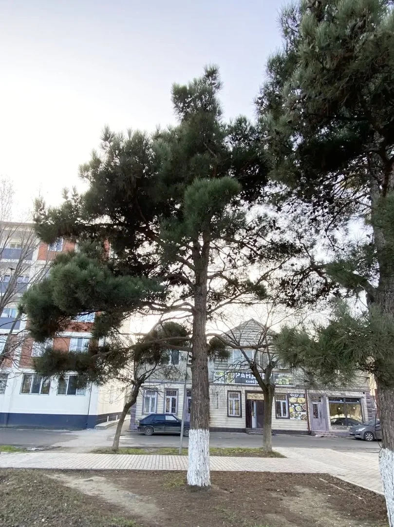 Семена Сосны Эльдарской (Pinus eldarica), 10 шт - миниатюра 7