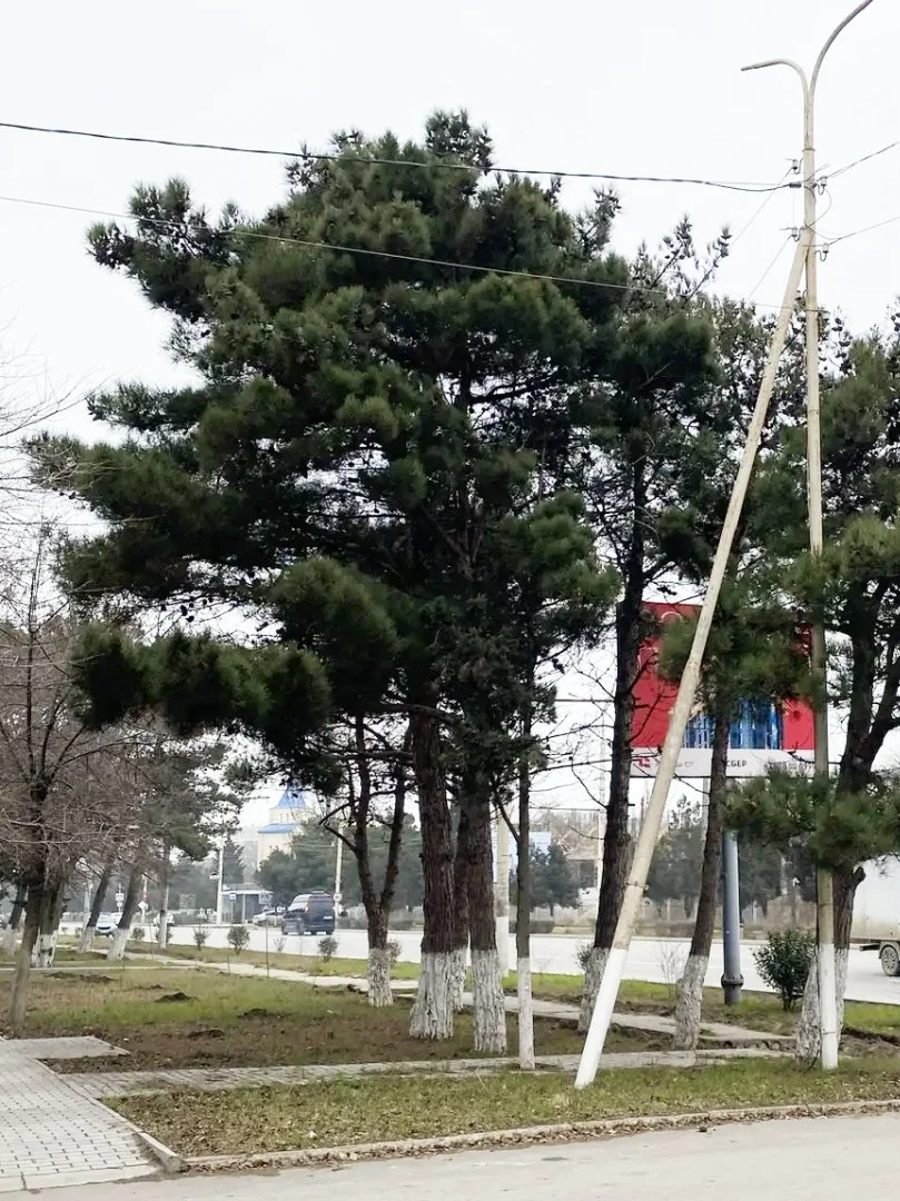 Семена Сосны Эльдарской (Pinus eldarica), 10 шт - миниатюра 8