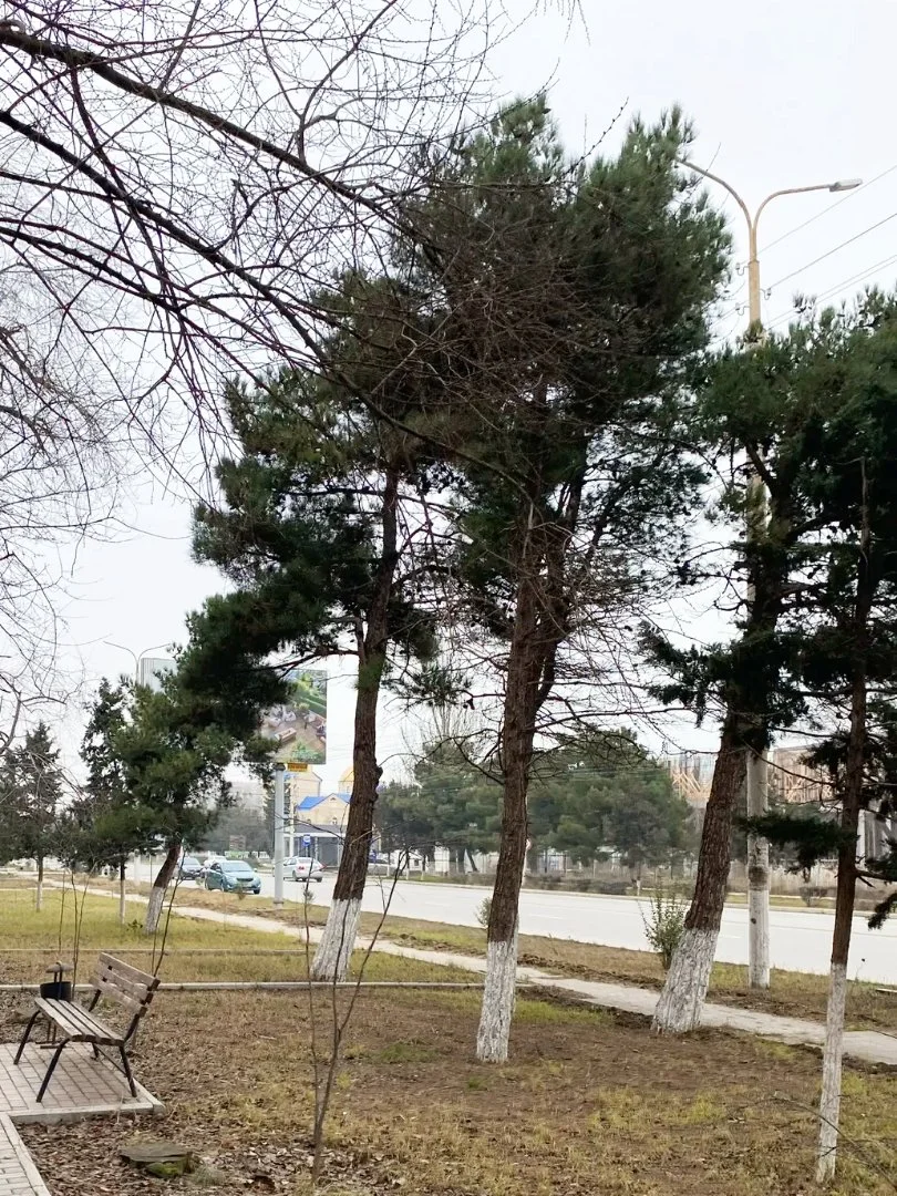 Семена Сосны Эльдарской (Pinus eldarica), 10 шт - миниатюра 9