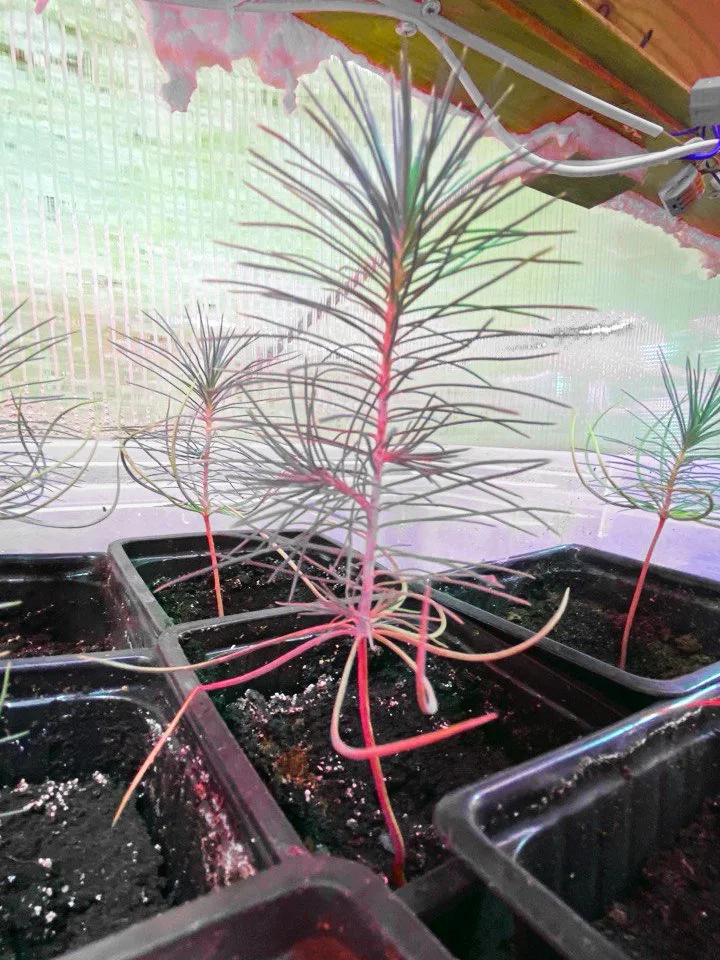 Семена Сосны Эльдарской (Pinus eldarica), 10 шт - миниатюра 11