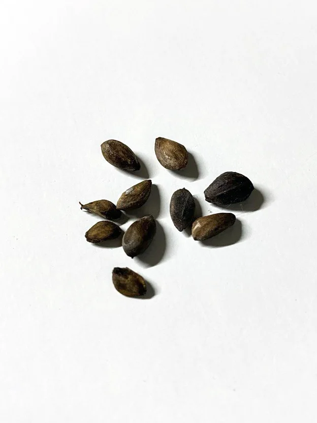 Семена Сосны Эльдарской (Pinus eldarica), 10 шт - миниатюра 14