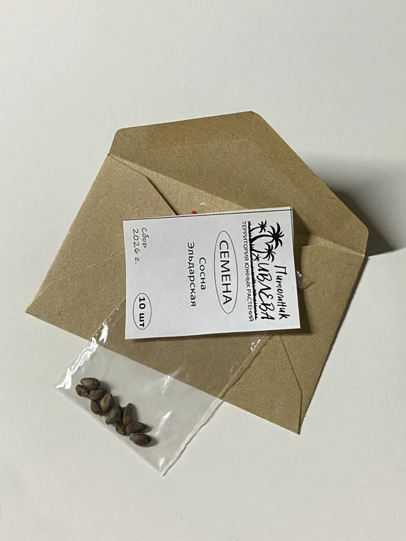 Семена Сосны Эльдарской (Pinus eldarica), 10 шт - миниатюра 15