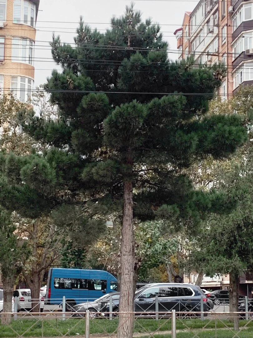 Семена Сосны Эльдарской (Pinus eldarica), 10 шт - миниатюра 16