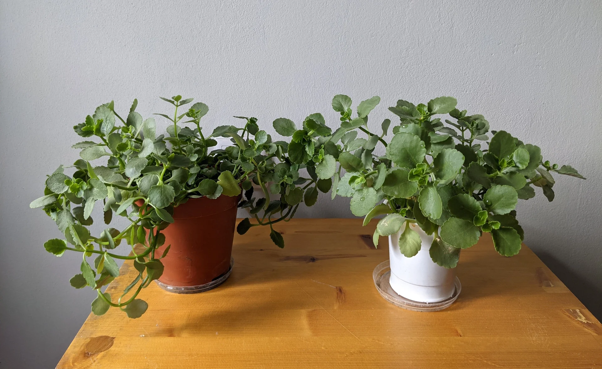 Каланхоэ Блоссфельда - миниатюра 3
