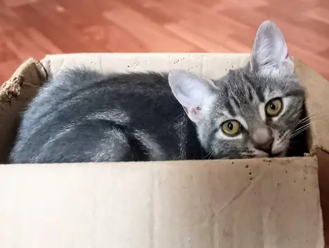 Котёнок девочка мраморного окраса