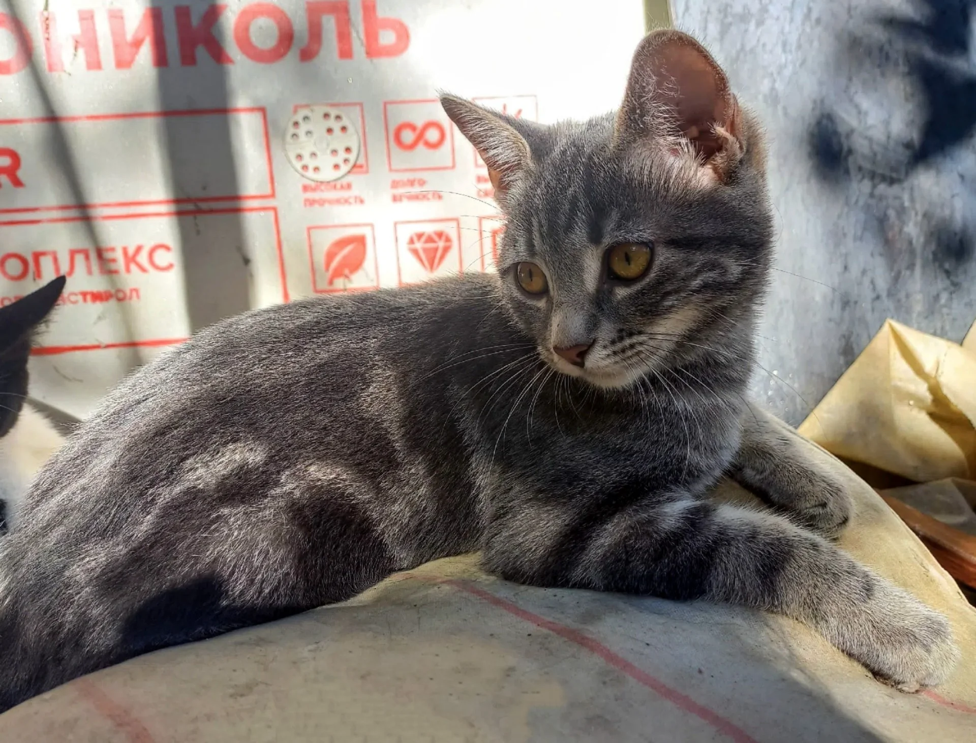 Котёнок девочка мраморного окраса - миниатюра 3