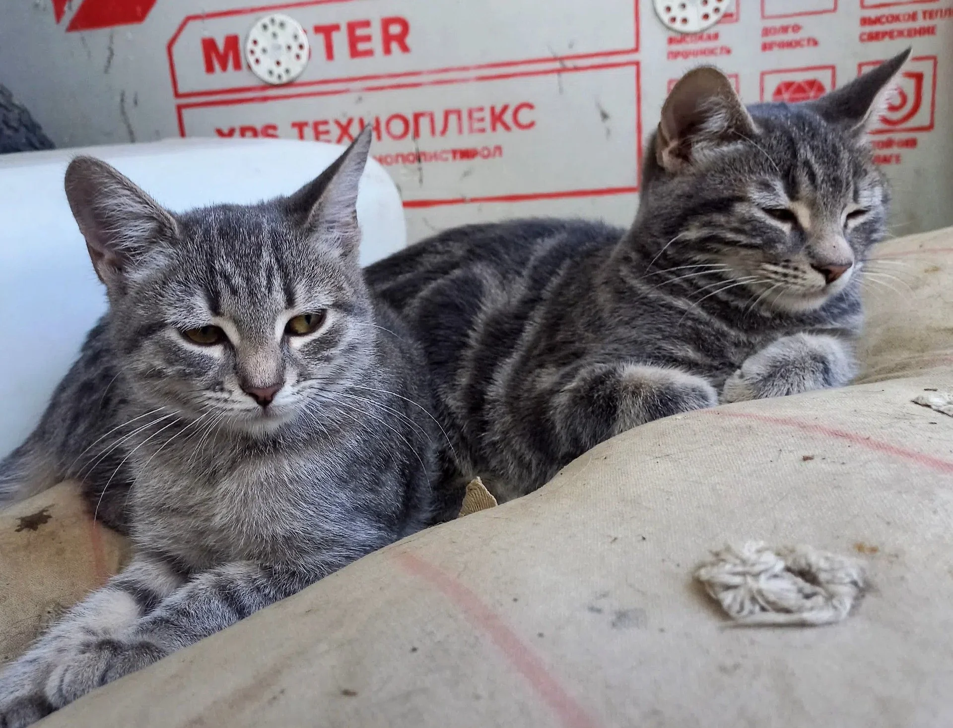 Котёнок девочка мраморного окраса - миниатюра 6