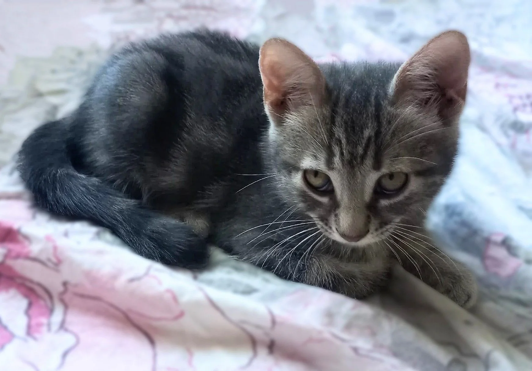 Котёнок тигруля мраморный окрас, девочка - миниатюра 3