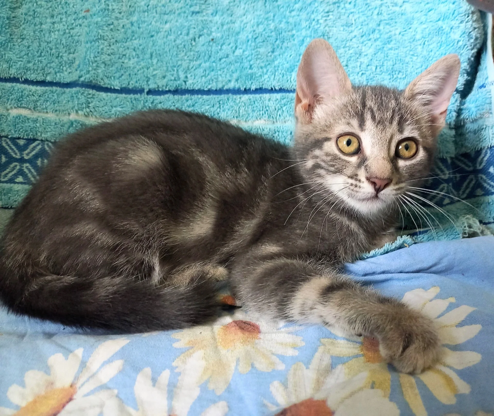 Котёнок тигруля мраморный окрас, девочка - миниатюра 4