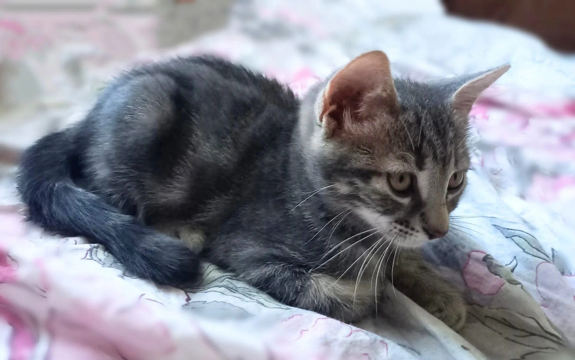Котёнок тигруля мраморный окрас, девочка - миниатюра 7