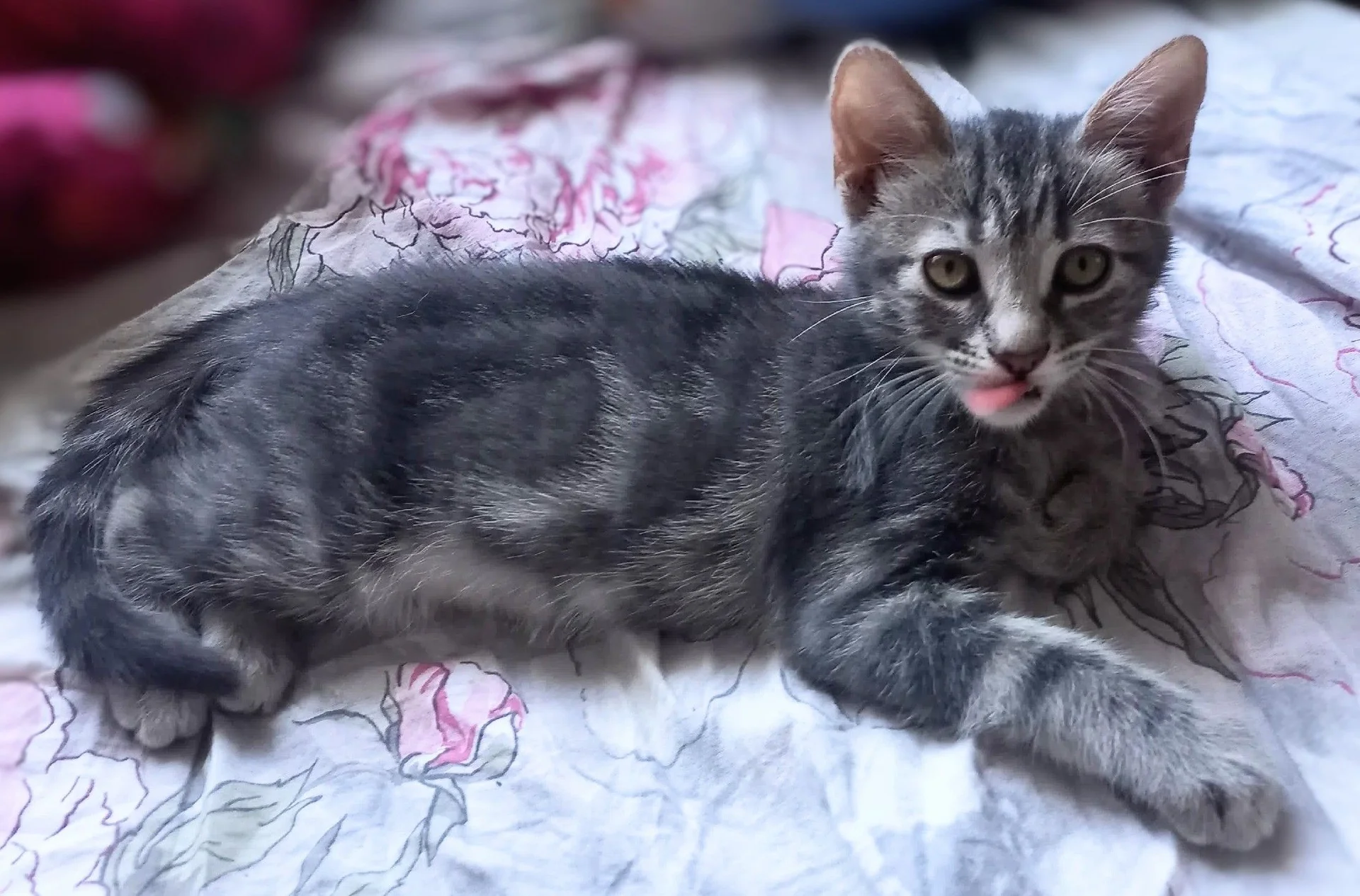 Котёнок тигруля мраморный окрас, девочка - миниатюра 2