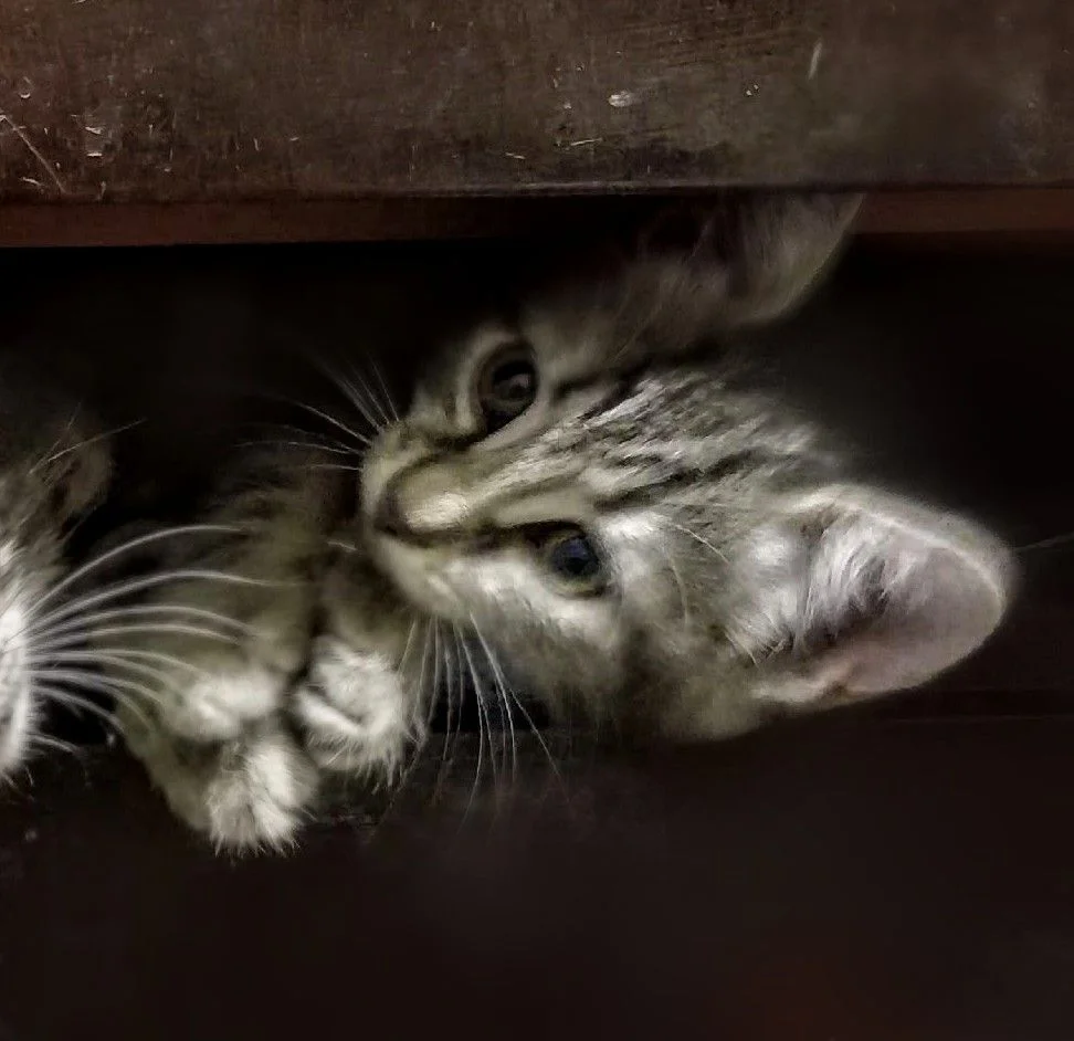 Котёнок тигруля мраморный окрас, девочка - миниатюра 8